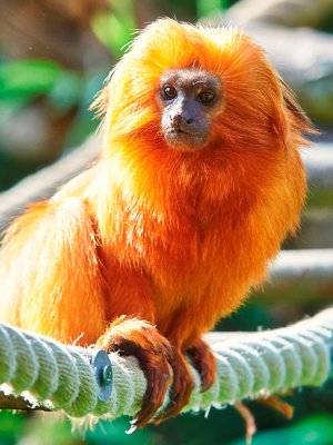 Golden Lion Tamarin_1.jpg